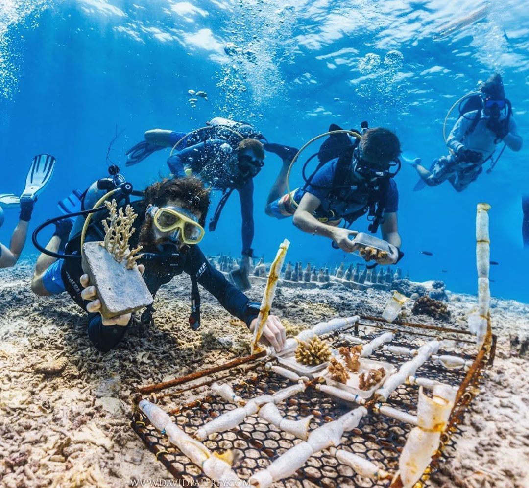 Coral Reef Restoration Project